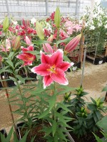 [5308 Metropolitan No01.JPG]